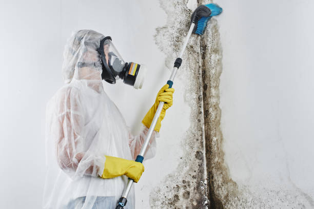 Best Certified Mold Removal  in New Brighton, MN