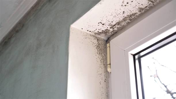 Water Damage Restoration in New Brighton, MN