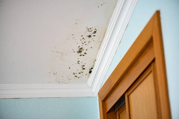 Best Black Mold Removal  in New Brighton, MN