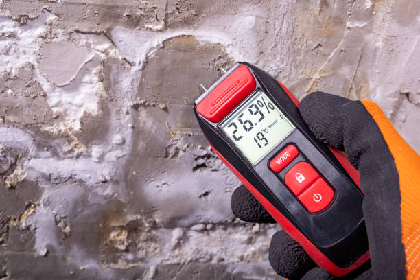 Best Mold Testing and Removal  in New Brighton, MN
