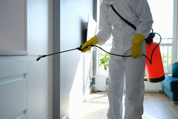 Office Mold Removal Services in New Brighton, MN