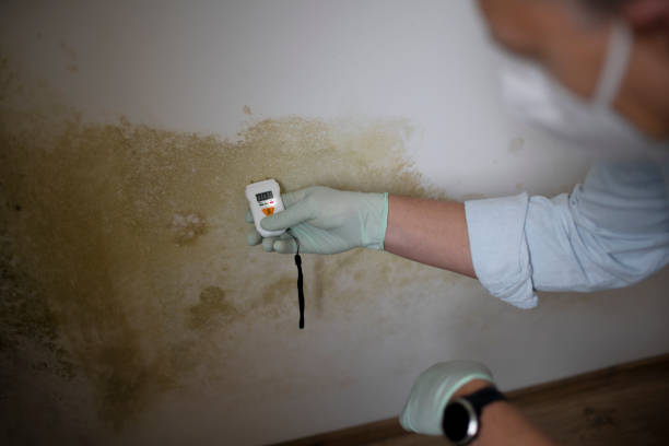 Best Fast Mold Removal  in New Brighton, MN