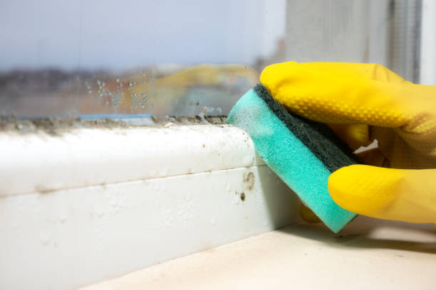 Best Mold Remediation Experts  in New Brighton, MN