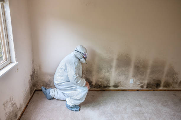 Best Toxic Mold Removal  in New Brighton, MN