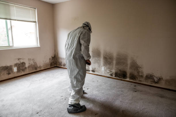 Best Mold Testing  in New Brighton, MN