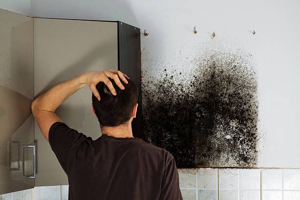 Best Fast Mold Removal  in New Brighton, MN