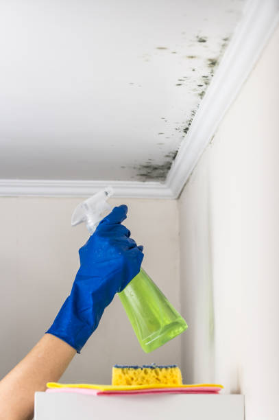 Best Attic Mold Removal  in New Brighton, MN