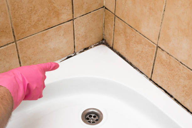Best Emergency Mold Removal  in New Brighton, MN